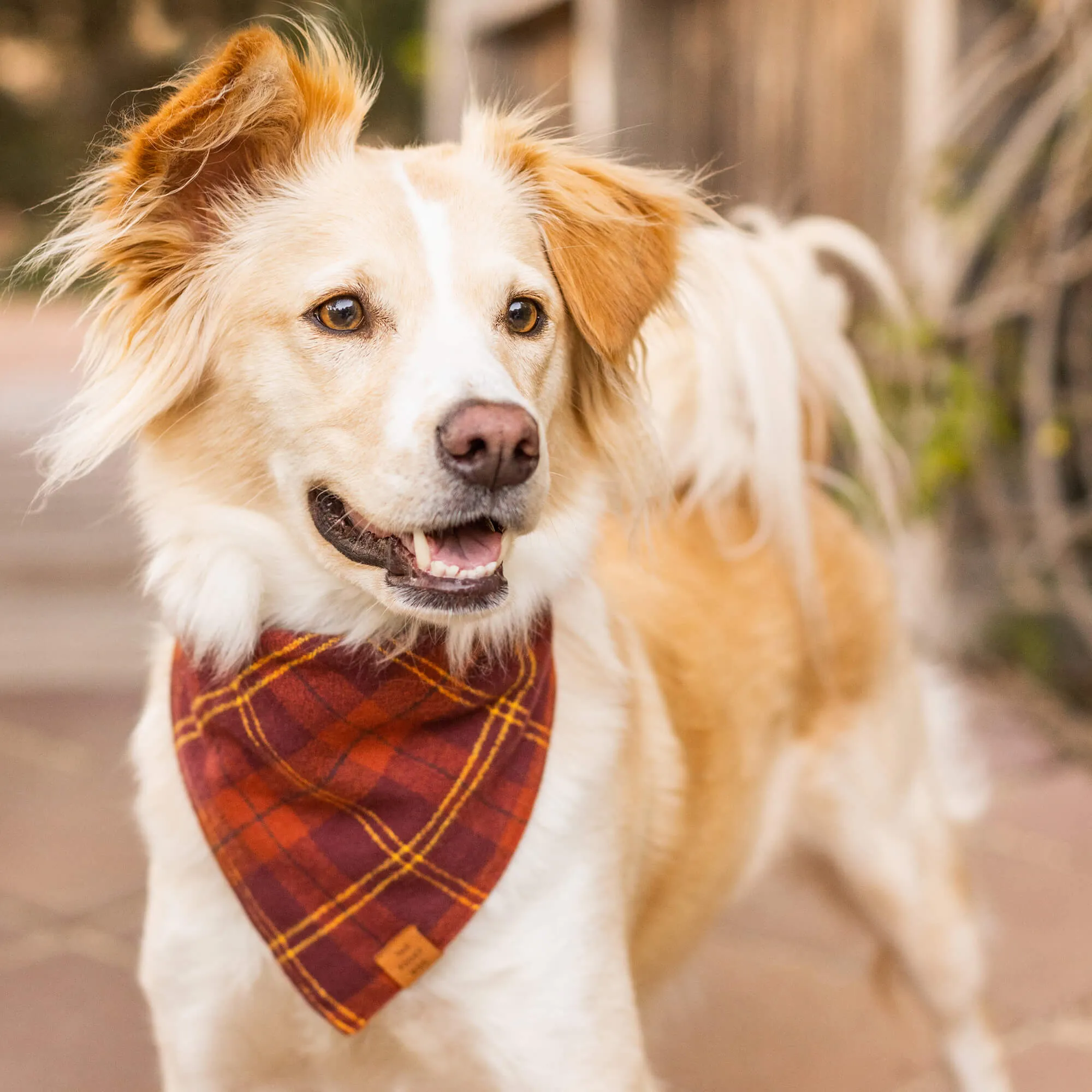 Cider Plaid Flannel Dog Bandana