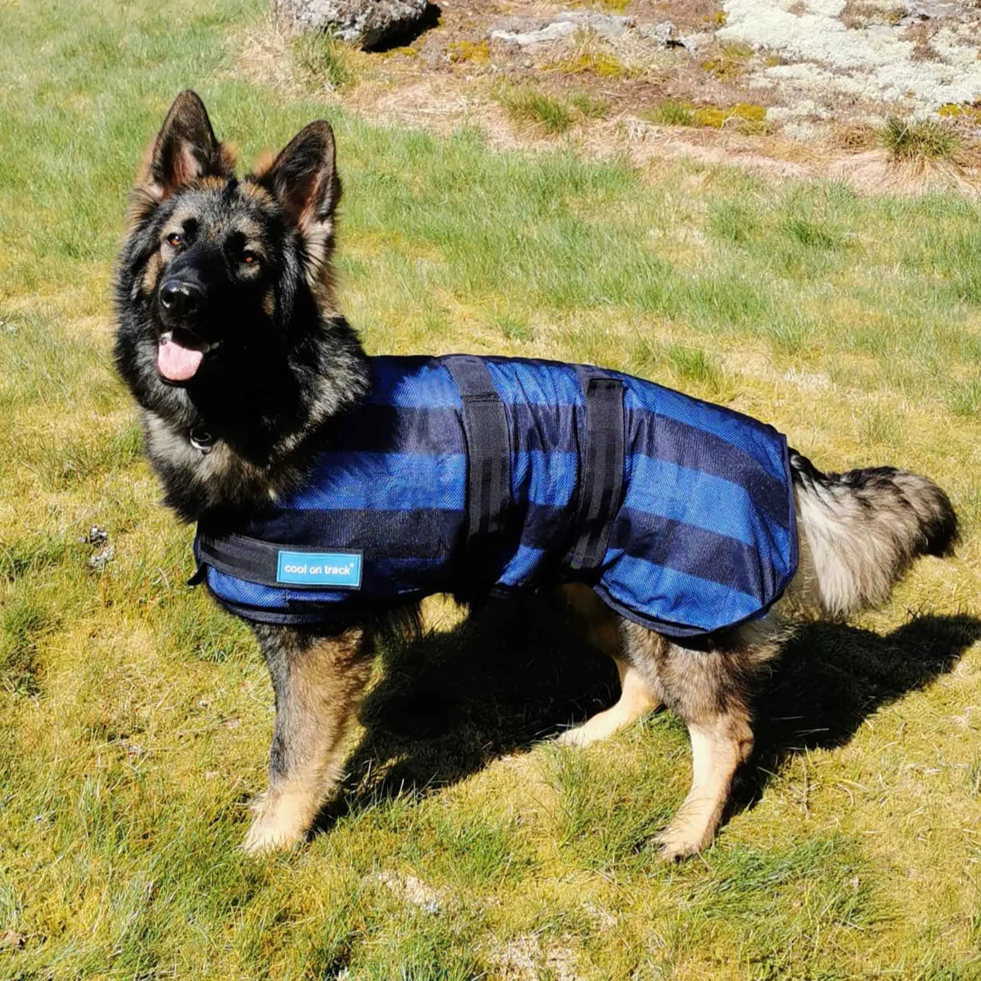 Cool on Track® Cooling Dog Coat