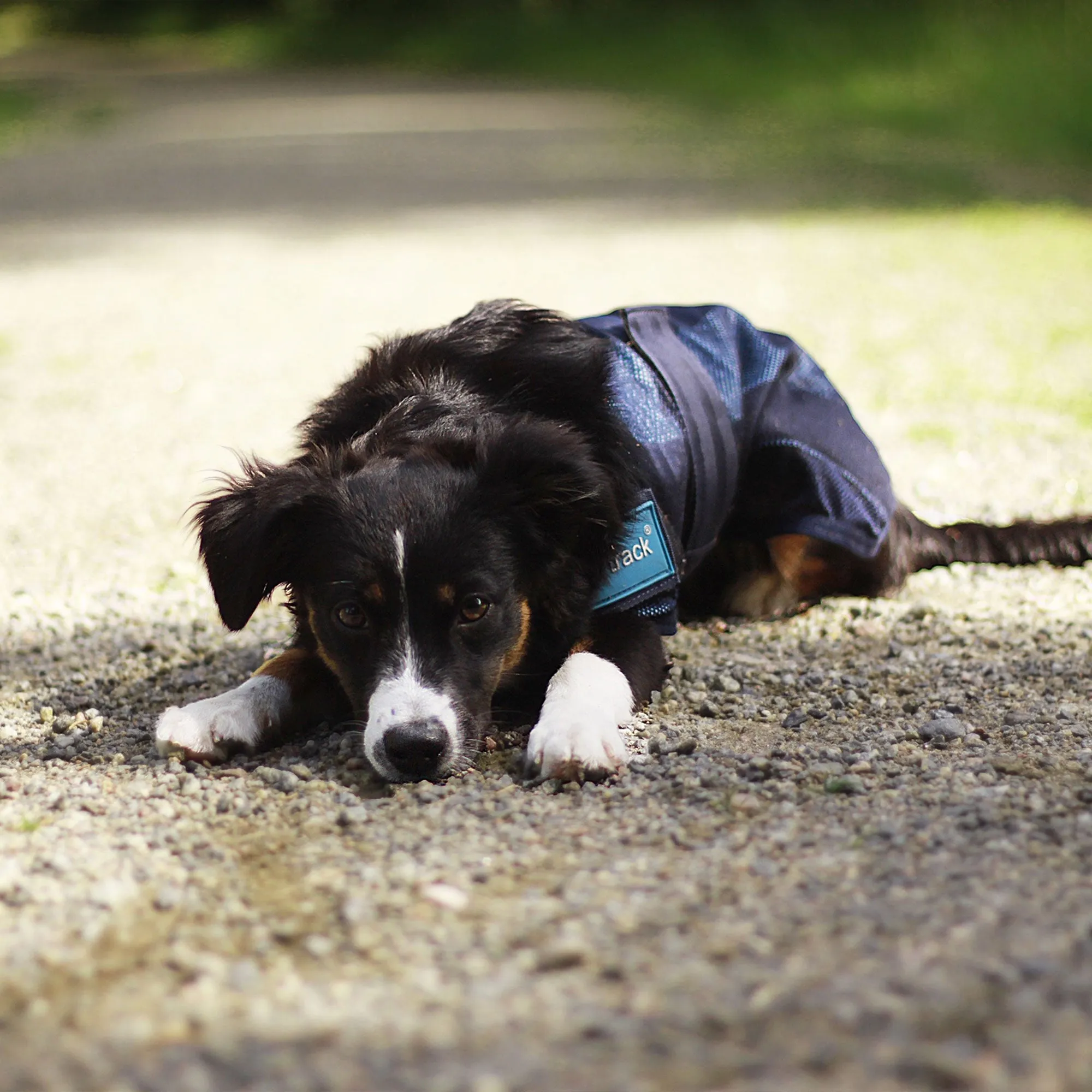 Cool on Track® Cooling Dog Coat