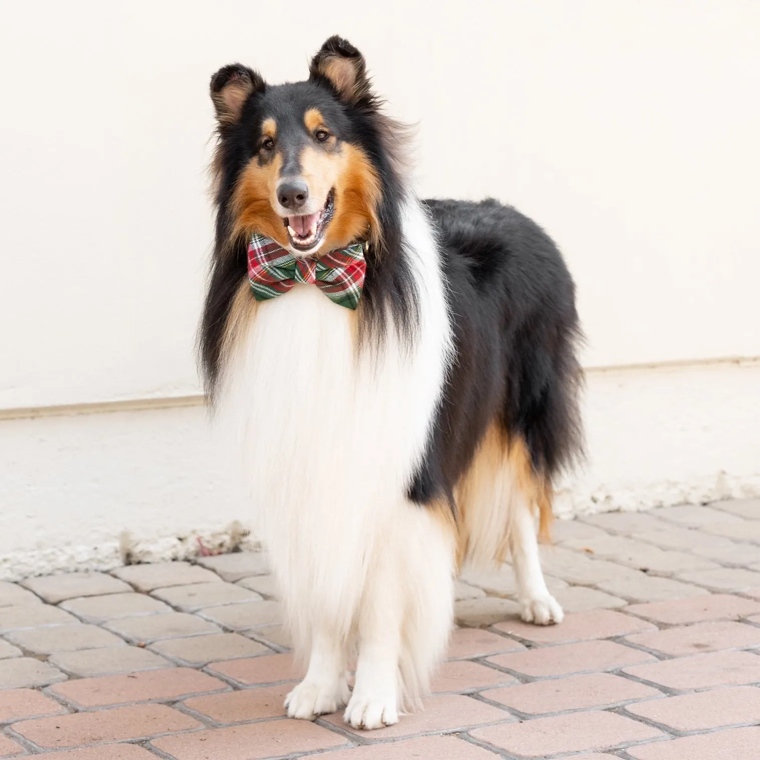 Holly Jolly Plaid Flannel Bow Tie Collar